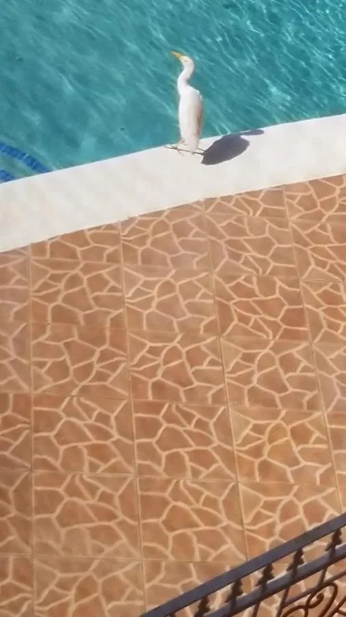 Chaudhry Holiday House Montego Bay Villa